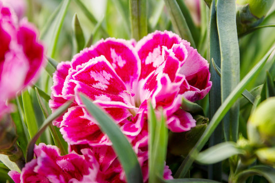 Dianthus OSCAR Pink and Purple Carnations are the top series of pot carnations
