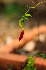 Organic pepper growing in Laos