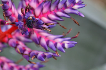 Blaue Fliege auf Lila Blüte