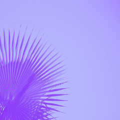 Palm leaves on pale violet background. Minimal concept, copy space