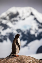 A Gentoo Penguin sits perched on a cliff in Port Lockroy, Antarctica with glaciers and ice bergs in the background.