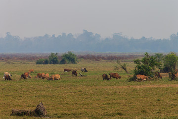 Fototapeta na wymiar View over Ban Kiat Ngong Wetlands - Champasak, Laos