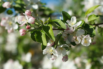 Beautiful spring blooming cherry tree, white flowers