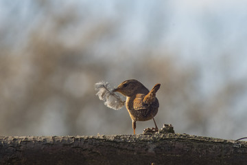 red winged blackbird preparing a nest