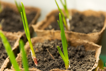 Green growing garlic planted in a peat container