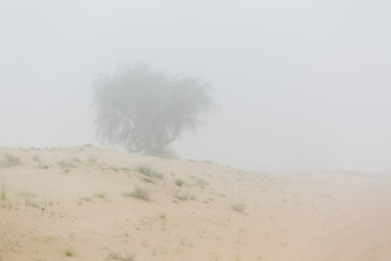 One Single Lonely Tree in a Foggy Farm Field in the Morning Haze and Mist