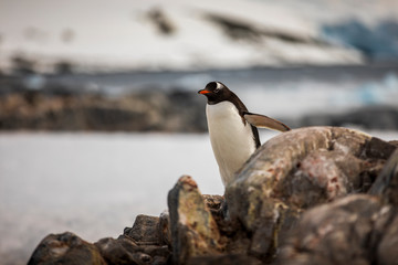 A Gentoo Penguin navigates the icy, rocky, extreme terrain near Port Lockroy, in Antarctica.