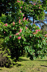 Fototapeta na wymiar bright flowering tree pink bloom chestnut in the park on a sunny spring day