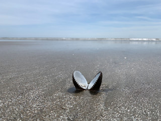 Bivalve on beach, shell, mollusk