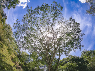 Obraz premium trees and sky