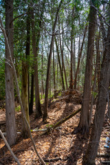 Beautiful Forest Background with Tall Trees and Orange Leaves on the Ground during sunny weather