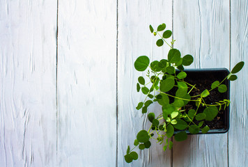 A young green acacia sprout in a flower pot on a white wooden background with copy space. Flat lay.