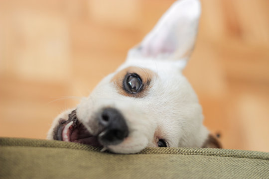Terrier perro mordiendo macro 