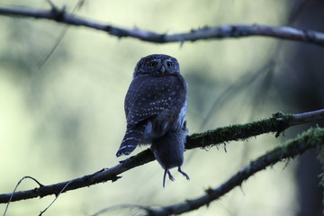 Eurasian pygmy owl  Swabian Jura,  Germany