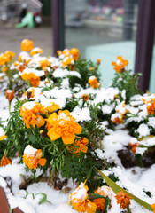 Flower covered in snow