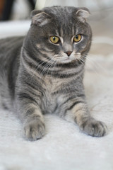 Naklejka na ściany i meble Fat Scottish fold cat lying on the carpet, looking somewhere. He wants to play