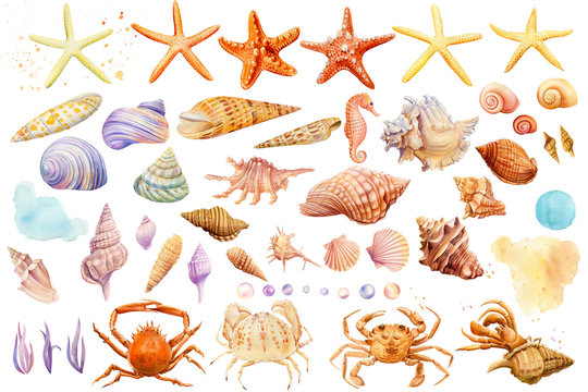 Watercolor starfish, shells, crabs, seahorse on an isolated background, hand drawing