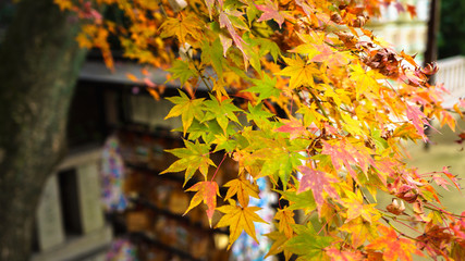 Fall maple leaves in Japanese temple