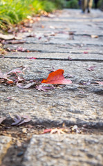 Fallen red leaf over rough stone path