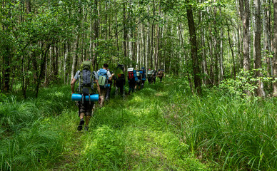 A group of tourists with large backpacks in a dense mixed forest in the middle of Russia in the hot summer.