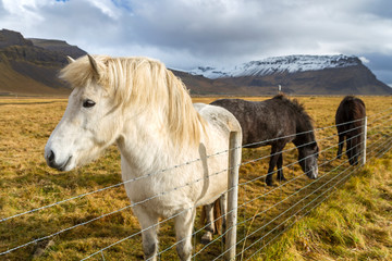 Icelandic horses