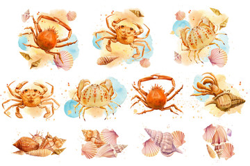 Watercolor starfish, shells, crabs, seahorse on an isolated background, hand drawing. Poster, postcards. © Hanna