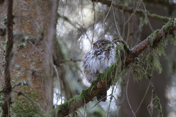 Eurasian pygmy owl  Swabian Jura,  Germany