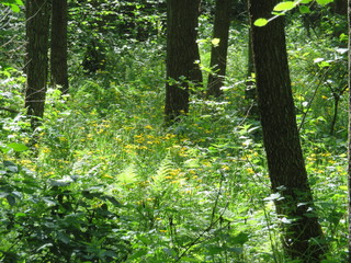 natura , las ,zieleń