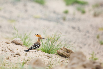 Close up, beautiful bird, African Hoopoe, Upupa epops africana on the ground with erected crest, looking for worms. African Hoopoe on the savanna. low angle view, Pilanesberg, South Africa