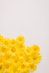 Spring or summer background. yellow flowers. composition yellow calendula. Top view. Flat lay.