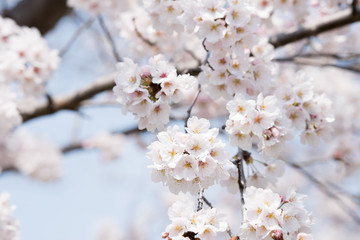桜