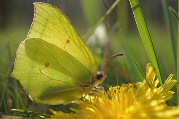 Nahansicht eines Zitronenfalters