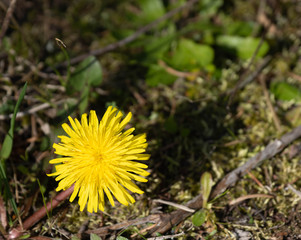 American Yellow Dandelion in bloom