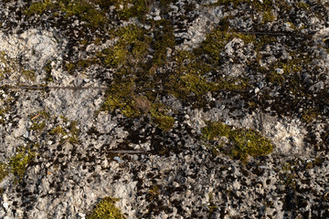 Green beautyfull moss on the stone wall