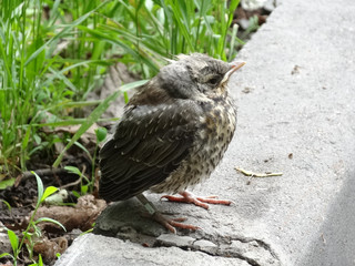 young chick of a thrush of fieldfare sits on a concrete border on a blurry background