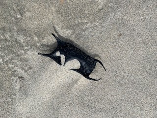 Mermaid's purse, skate or ray case