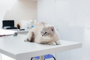 In a modern veterinary clinic, a thoroughbred cat sits on a table. Veterinary clinic
