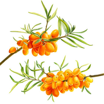 sea-buckthorn branch, orange berries on an isolated white background, watercolor drawing, botanical painting