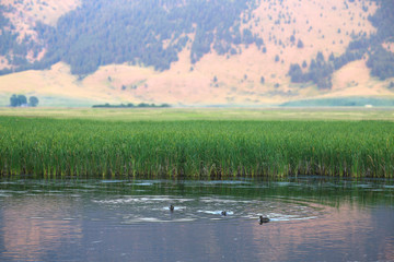 ducks swimming in the pond by the hills in grand tetons, Wyoming.