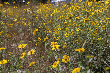field of dandelions