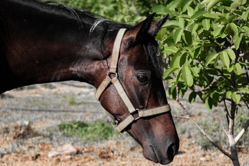 A cute horse portrait in nature