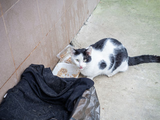 Black and white street cat sits near an impromptu bowl of food next to a box covered with old...