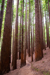 Tall redwoods in a forest of Cantabria, Spain