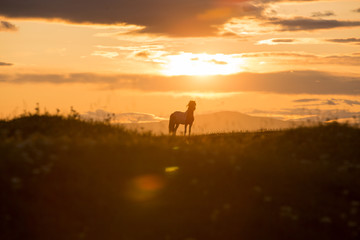 Fototapeta na wymiar icelandic horse at sunset