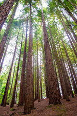 Tall redwoods in a forest of Cantabria, Spain