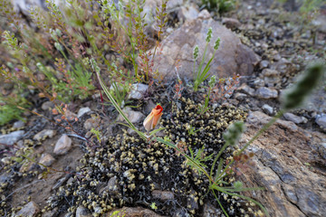 Bright Orange Flower in Spring