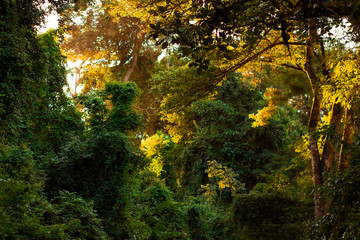 estrada Brasil - Mogi Mirim 