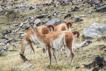 guanacos, naturaleza en torres del paine
