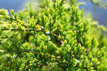 Young buds on a green bush of juniper