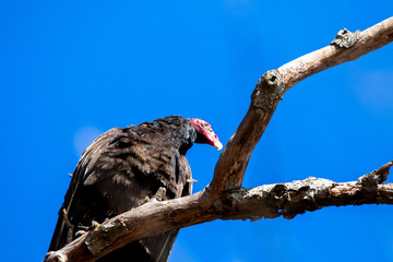turkey vulture